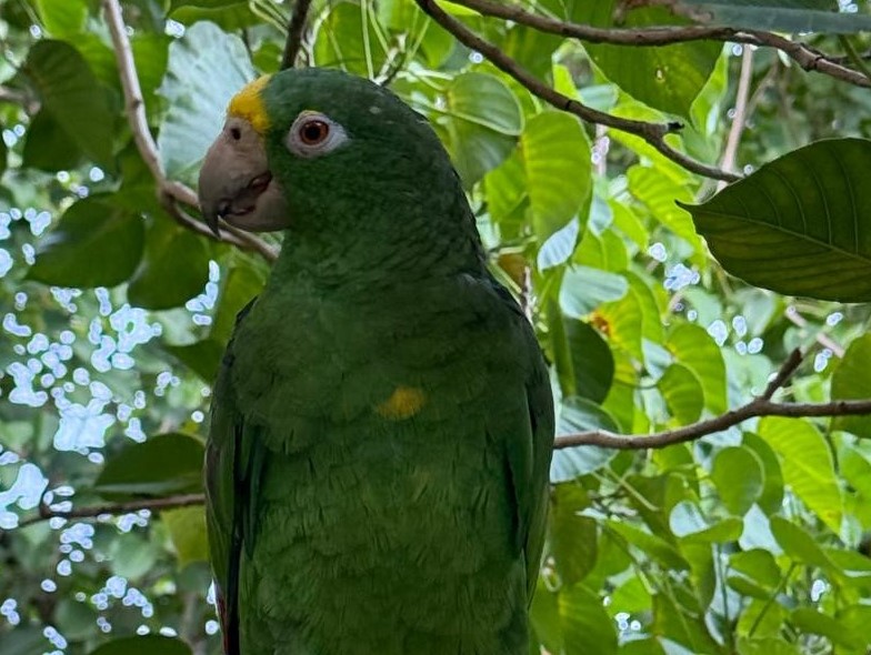 Loro