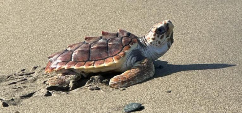 tortuga